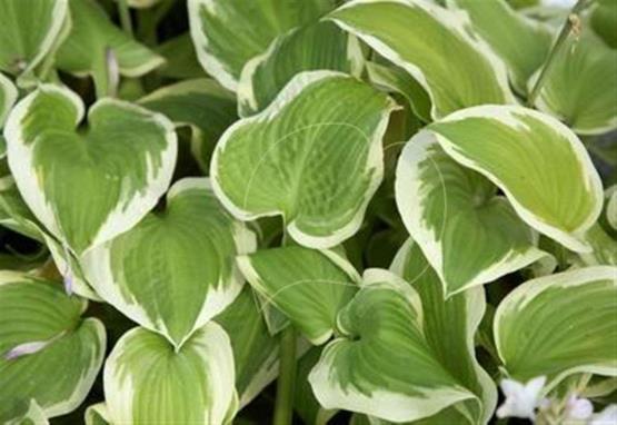 Hosta Snowbound