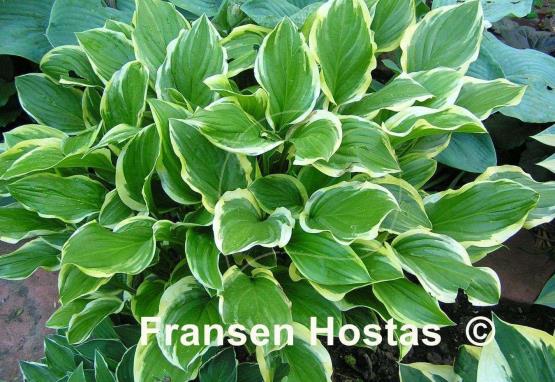 Hosta So Sweet