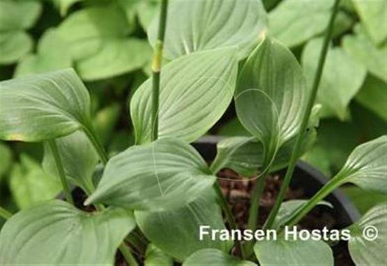 Hosta Soft Touch