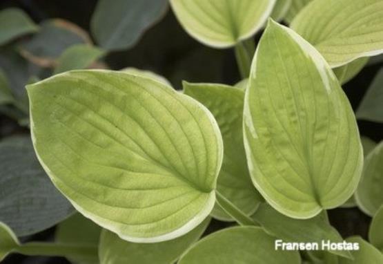 Hosta Spellbound