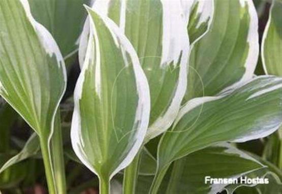 Hosta Spinners