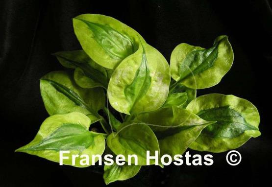 Hosta Stitch in Time