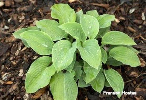 Hosta Sumi