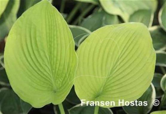 Hosta Sun Glow