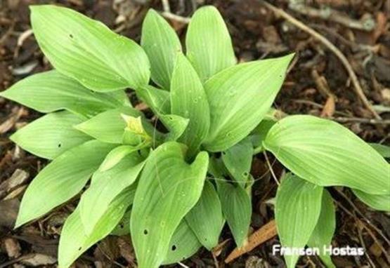 Hosta Sunami