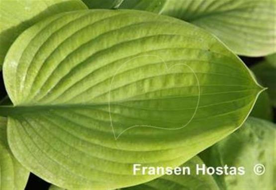 Hosta Sunlight