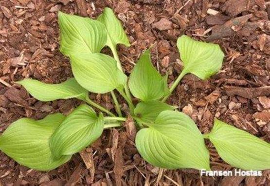Hosta Sunny Disposition