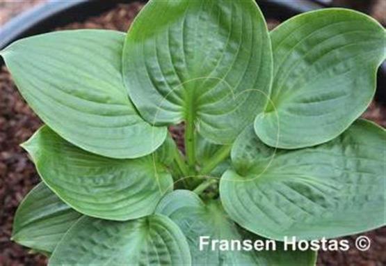 Hosta Surf and Turf