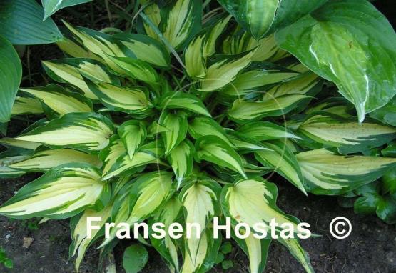 Hosta Surprised by Joy