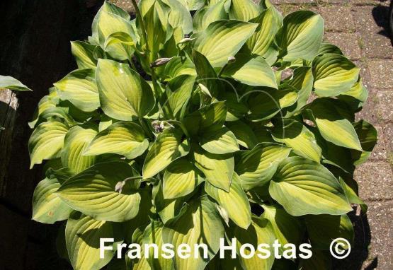 Hosta Sweet Home Chicago