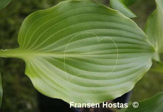 Hosta Sweet Sunshine