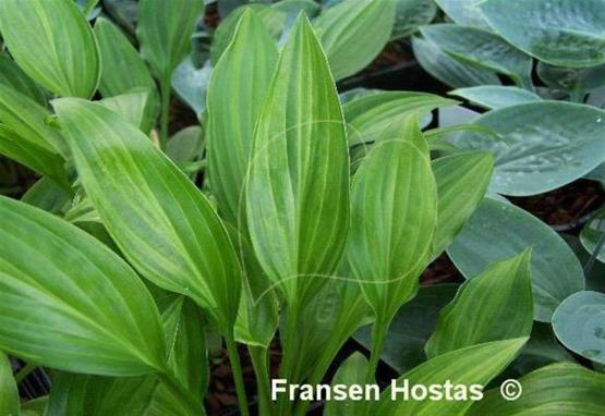 Hosta Swirls