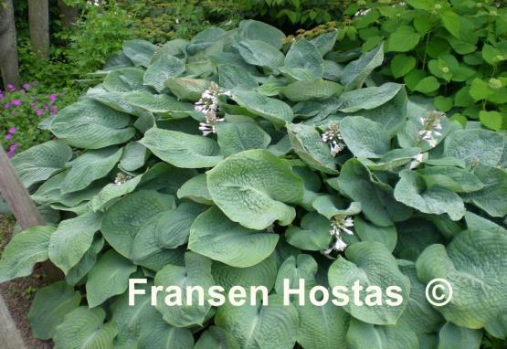 Hosta sieboldiana 'Elegans'