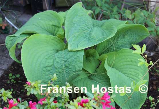 Hosta T Rex