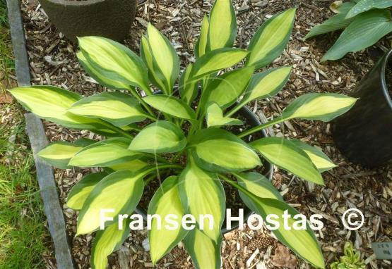 Hosta T-Dawg