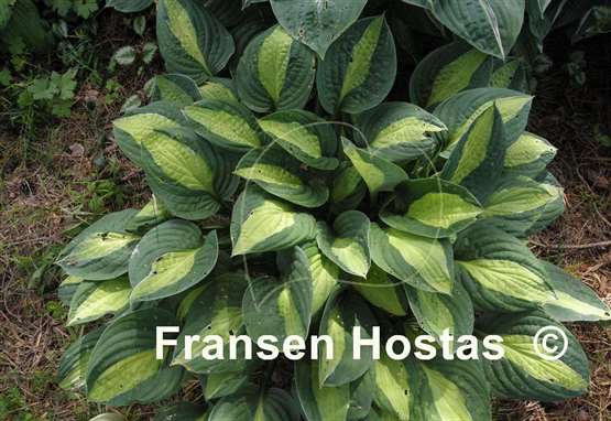 Hosta T-Dawg