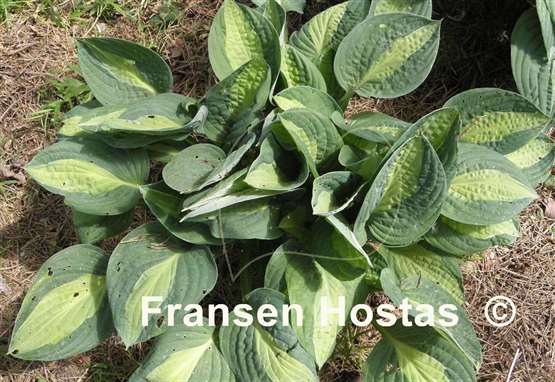 Hosta T-Dawg
