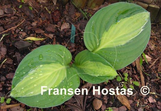Hosta T-Dawg