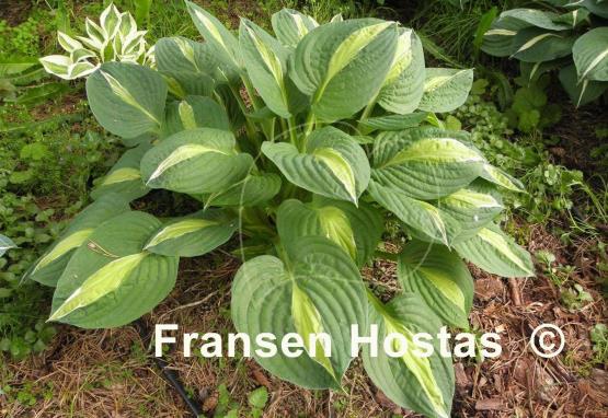 Hosta T-Dawg