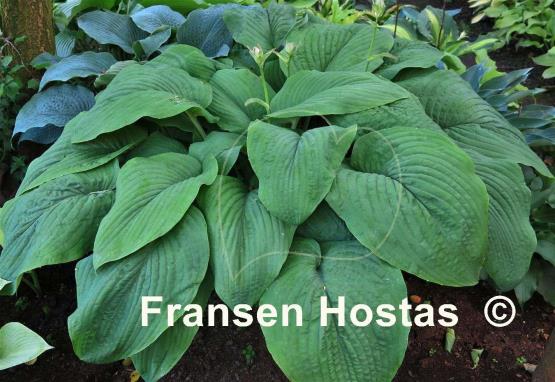 Hosta T Rex