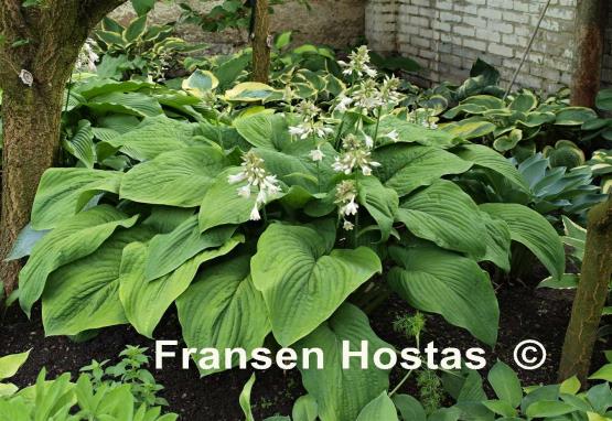 Hosta T Rex
