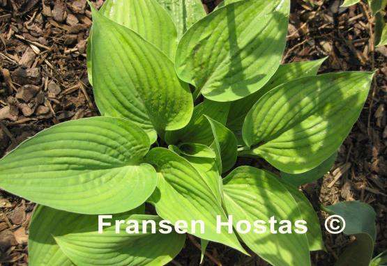 Hosta Taijitu