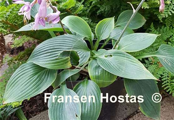 Hosta Taijitu