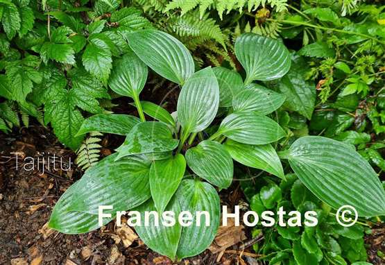 Hosta Taijitu