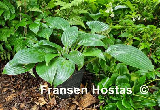 Hosta Taijitu