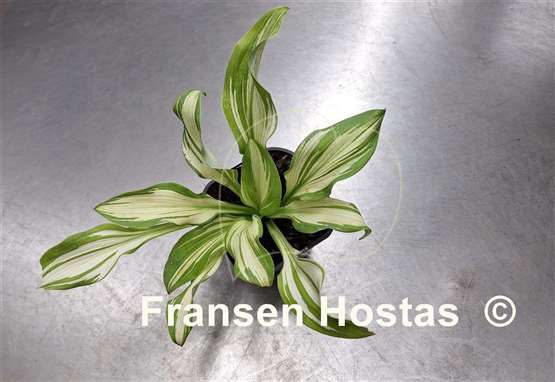 Hosta Take the Prize