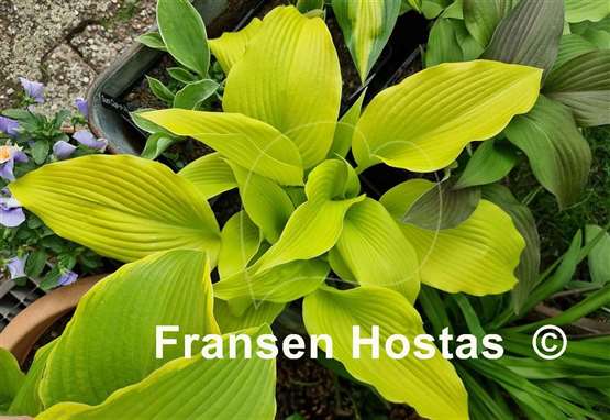 Hosta Talcott Ravine