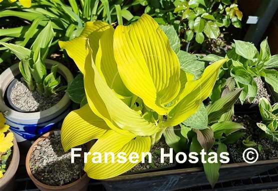 Hosta Talcott Ravine
