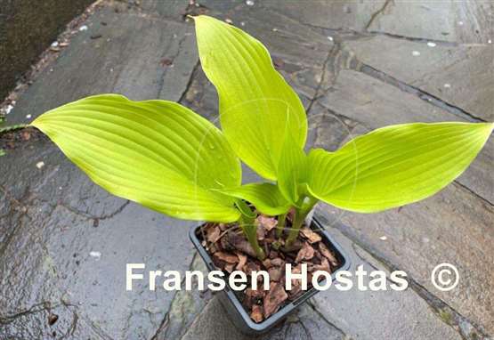 Hosta Talcott Ravine