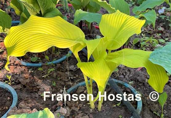 Hosta Talcott Ravine