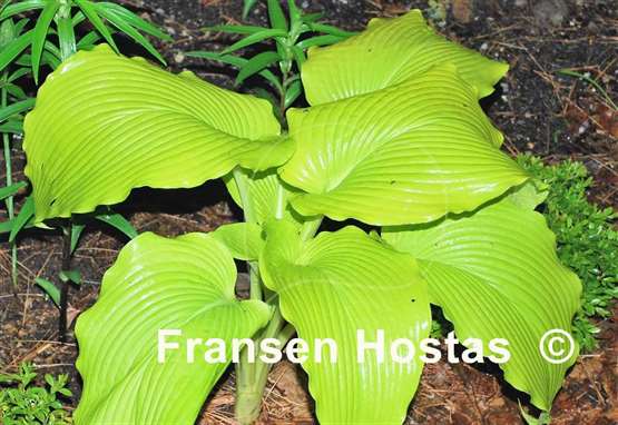 Hosta Talcott Ravine