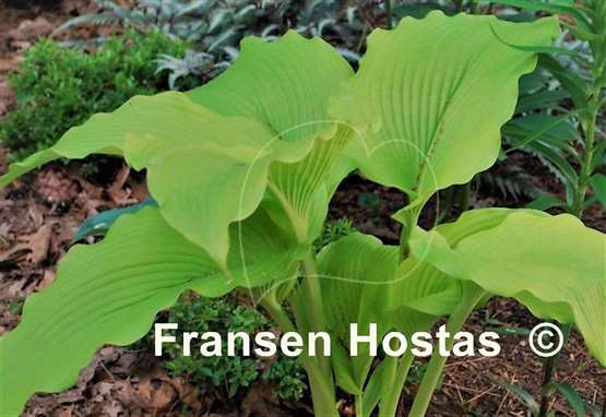 Hosta Talcott Ravine