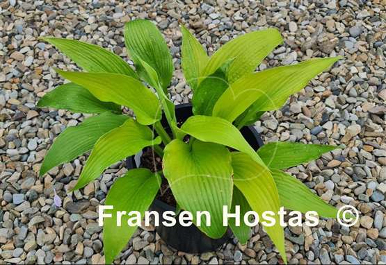 Hosta Talcott Ravine