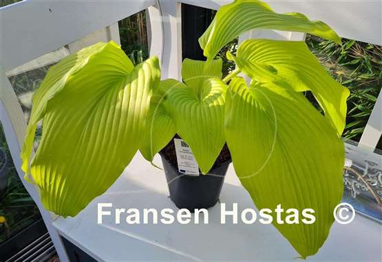 Hosta Talcott Ravine