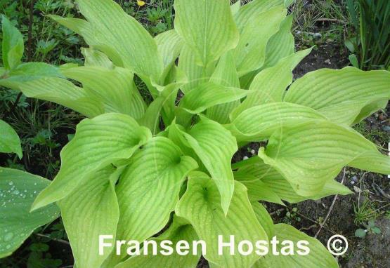 Hosta Tall Boy
