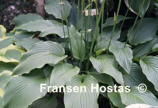 Hosta Tall Boy