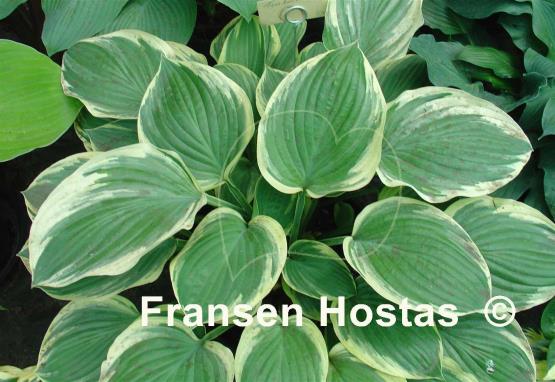 Hosta Tambourine