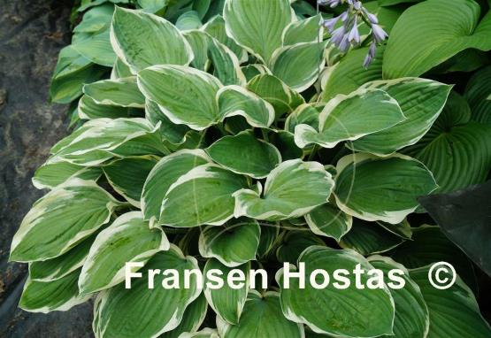 Hosta Tambourine