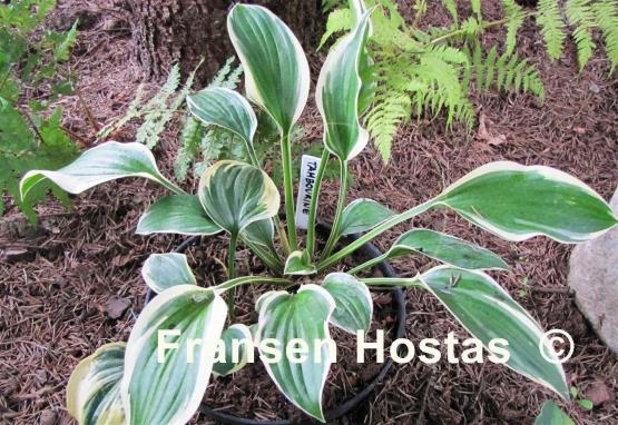 Hosta Tambourine