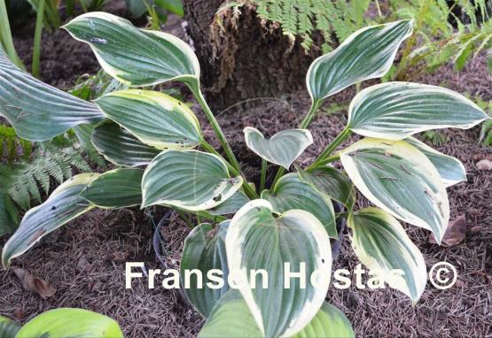 Hosta Tambourine