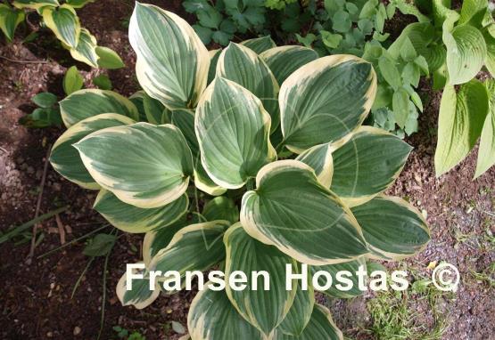 Hosta Tambourine