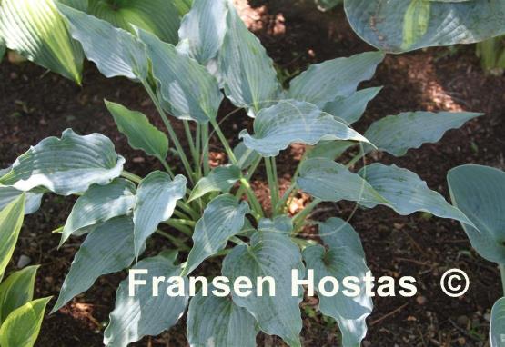 Hosta Tamiami Blue