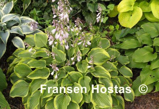 Hosta Tango