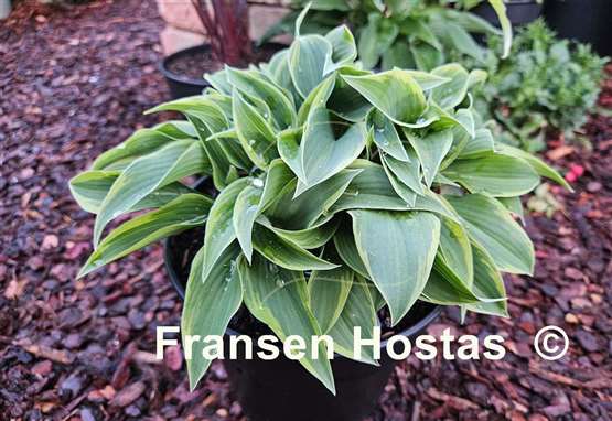 Hosta Tango