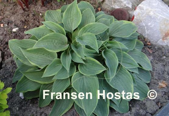 Hosta Tango