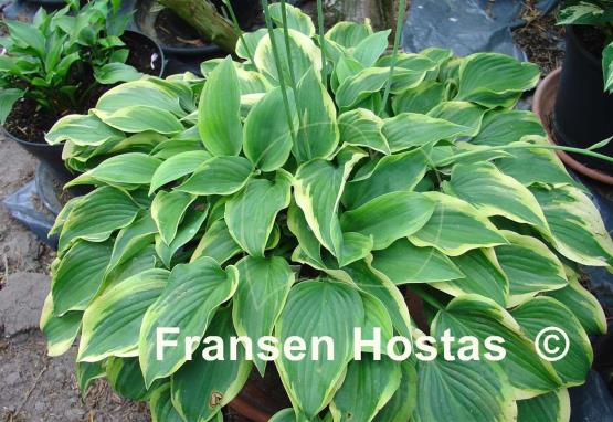 Hosta Tango